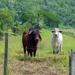 2 brama bulls