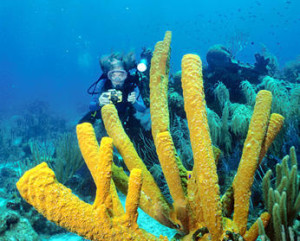 scuba belize