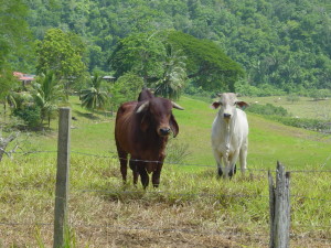 The Mountains of Cayo District are lush, rolling and stunning