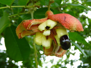 Akee Fruit