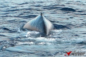 Mario Graniel submitted these great pictures of a 38-40 foot Humpback Whale that he spotted while on a fishing trip last week at the Turneffe Atoll. Truly a rare sighting!