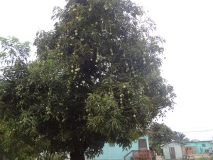 Mango Tree. fruit was growing everywhere 