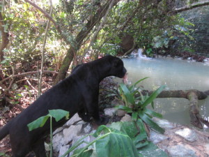 LBoy explores pond Dec 6 2012